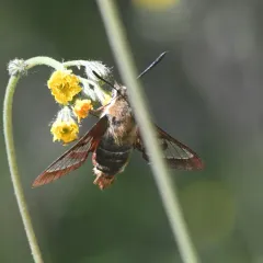 Slender Clearwing thumbnail 3