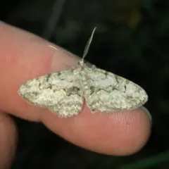 Pale-winged Gray thumbnail 1