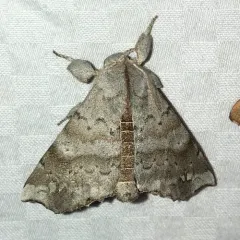 Angel Moth thumbnail 2