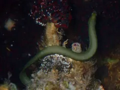Rockweed gunnel thumbnail 2