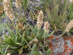 Hairy Plantain thumbnail 3