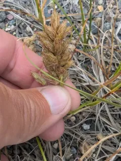 Douglas' sedge thumbnail 3