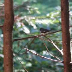 Black-throated Blue Warbler thumbnail 2