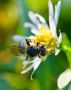 Pointed Sweat Bee thumbnail 2