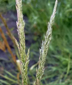 Pacific bentgrass thumbnail 4