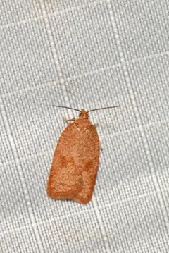Acleris kearfottana thumbnail 4
