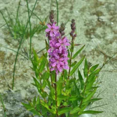 purple loosestrife thumbnail 3