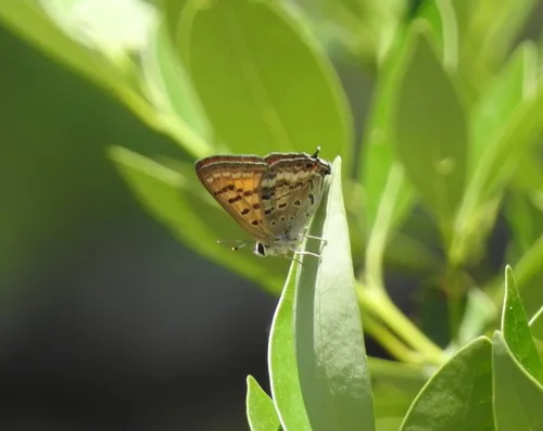 Tailed Copper