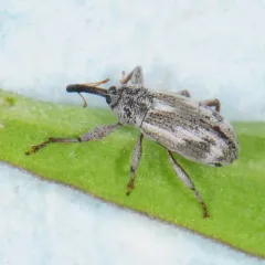 Anthonomus elongatus thumbnail 3