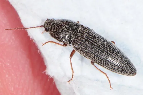 Melanotus pertinax