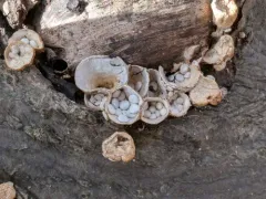 Crucibulum parvulum thumbnail 4