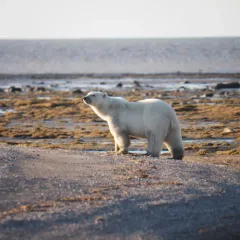 Polar Bear thumbnail 4