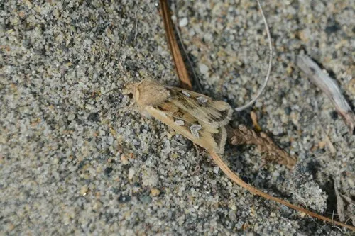 Euxoa wilsoni