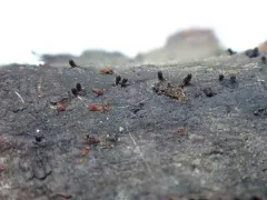 Barbatosphaeria arboricola thumbnail 1
