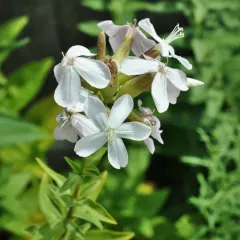 common soapwort thumbnail 3