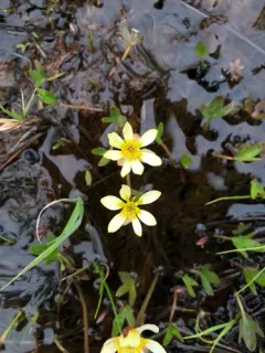 Pallas' Buttercup thumbnail 2