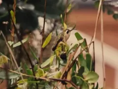 Xantus's Hummingbird thumbnail 3