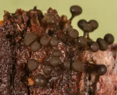 Trichia crateriformis thumbnail 4