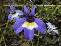 Doublehorn Calicoflower thumbnail 3