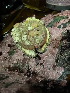 Flat Abalone thumbnail 2