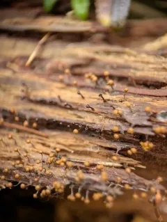 Metatrichia floriformis thumbnail 4
