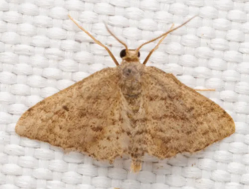 Drab Brown Wave