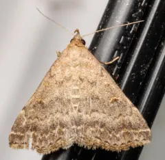 Florida Tetanolita Moth thumbnail 4