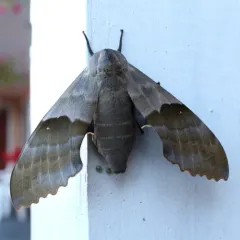 Modest Sphinx thumbnail 2