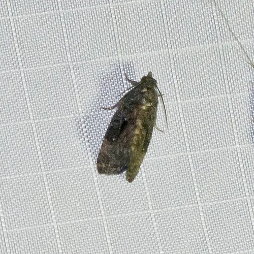 Dotted Gymnandrosoma Moth