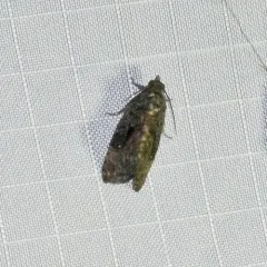 Dotted Gymnandrosoma Moth thumbnail 1