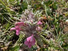 Mountain Lousewort thumbnail 2