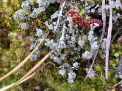 Slender Ladder Lichen thumbnail 2