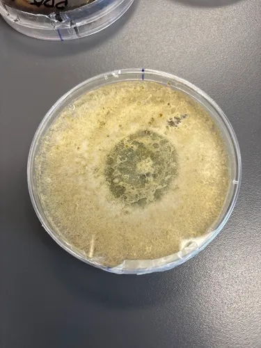 Trichoderma simmonsii