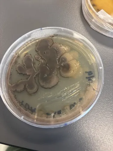 Aureobasidium pullulans