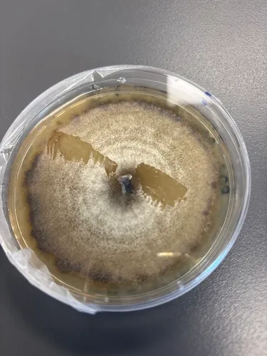 Daldinia pyrenaica