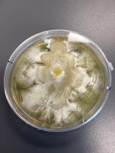 Trichoderma reesei