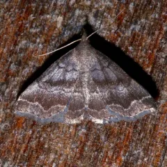 Black-banded Owlet thumbnail 2