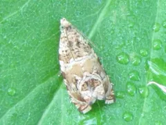 Olivaceous Olethreutes Moth thumbnail 4