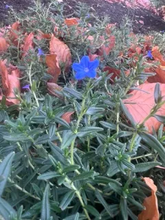 purple gromwell thumbnail 2