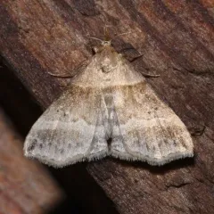 Dark-banded Owlet thumbnail 2