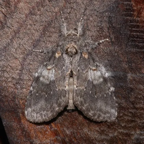 Angulose Prominent