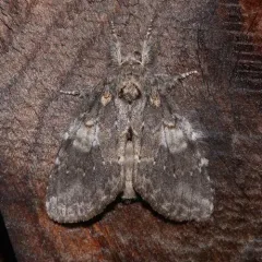 Angulose Prominent thumbnail 1