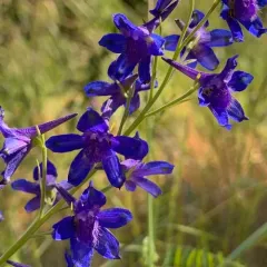 Nuttall's larkspur thumbnail 2