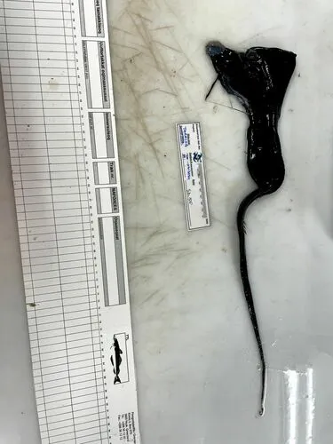 Pelican Eel