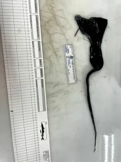 Pelican Eel thumbnail 1