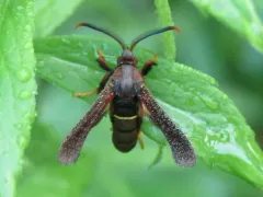 Lesser Grape Root Borer Moth thumbnail 3
