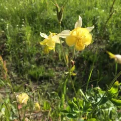 yellow columbine thumbnail 1