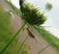 Common Stretch Spider thumbnail 1