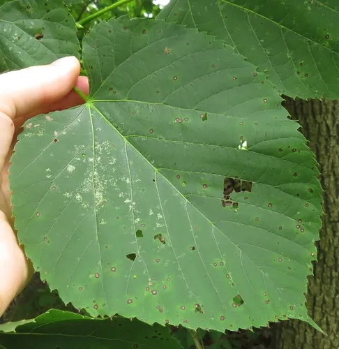 Basswood Lace Bug
