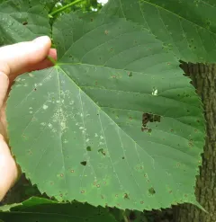 Basswood Lace Bug thumbnail 1